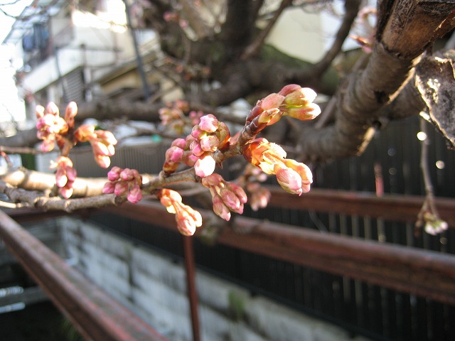 e0106372_2029639.jpg