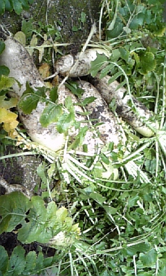 f0003174_13483836.jpg