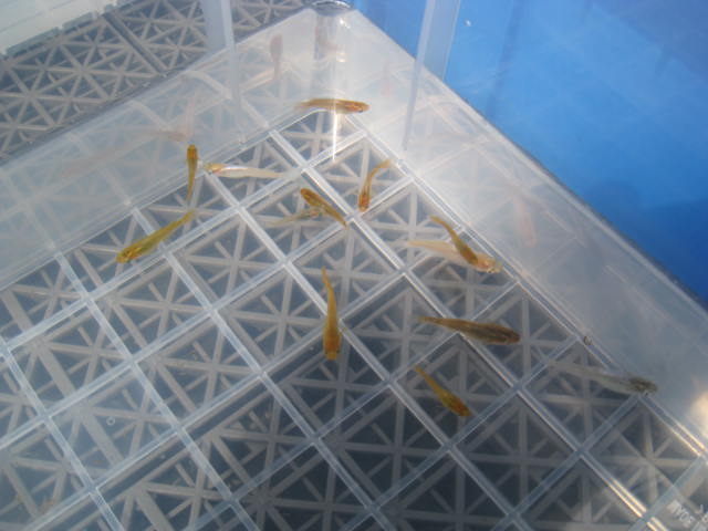 e0176785_1346163.jpg