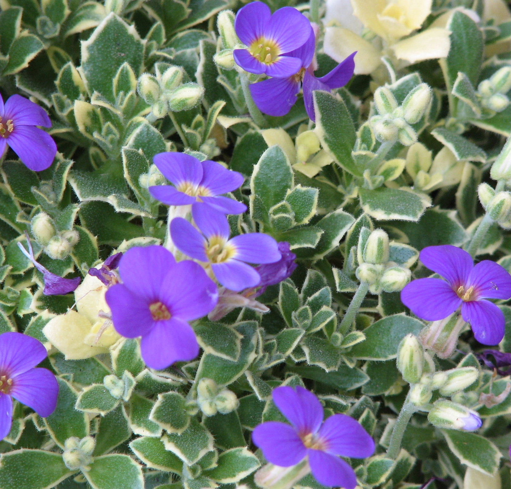 e0052690_23415740.jpg