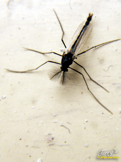 e0009009_9513311.jpg