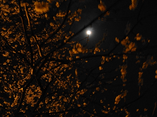 f0006510_19561816.jpg