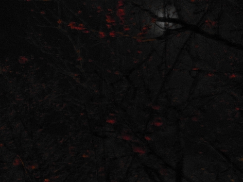 f0006510_19562041.jpg