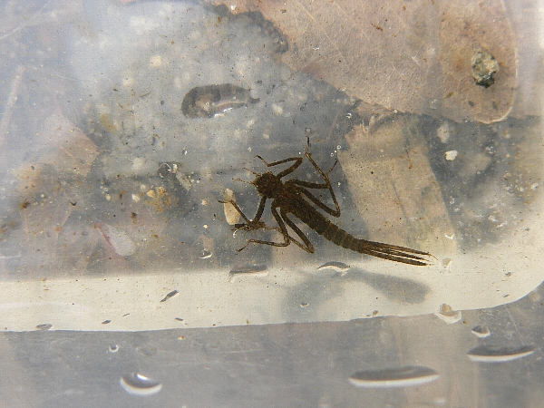 e0002314_00096.jpg