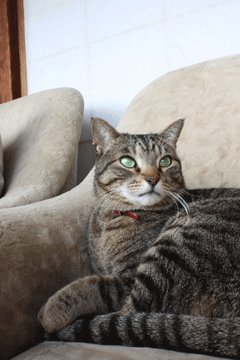 e0156015_92132100.gif