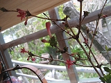 f0139520_9553680.jpg