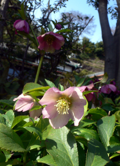 f0060424_15182789.jpg