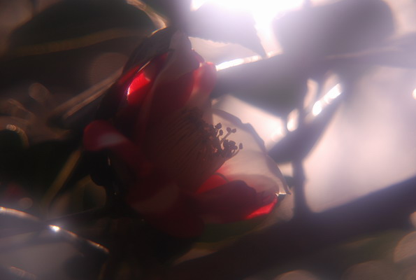 e0116532_09587.jpg