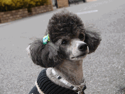 c0136736_211415100.gif