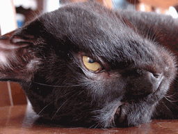 c0136736_211837100.gif