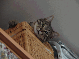 c0136736_21201582.gif