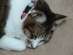 c0136736_21223585.gif