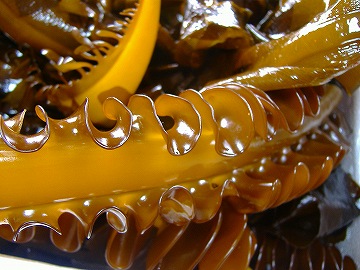 c0056437_2336238.jpg