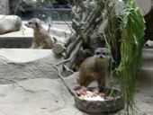 e0105846_1125758.jpg