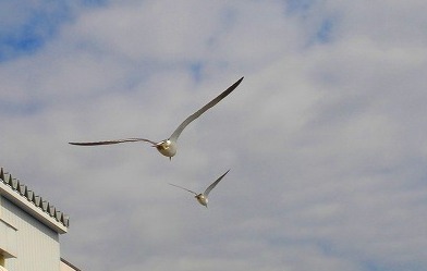c0119160_817891.jpg