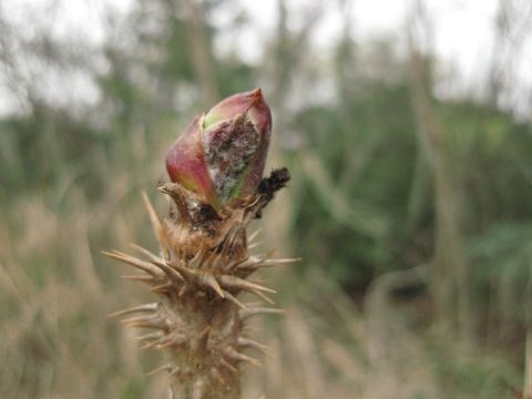 c0042869_20411262.jpg