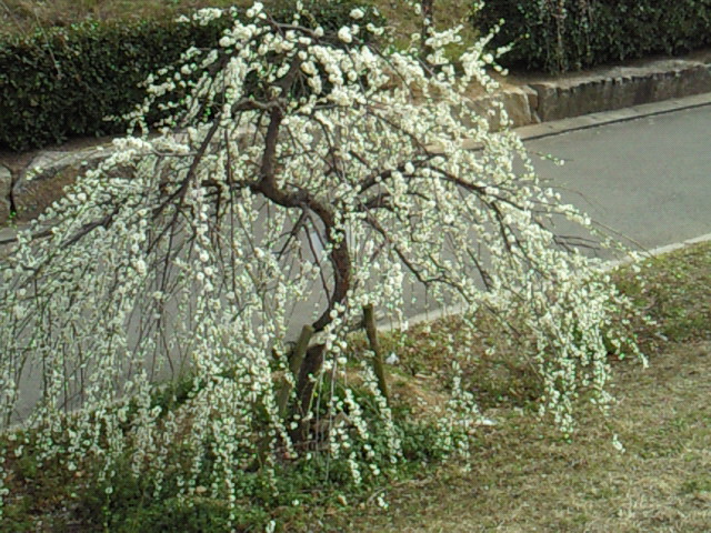 e0176785_19501714.jpg