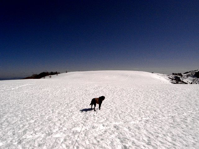 a0093592_1550016.jpg