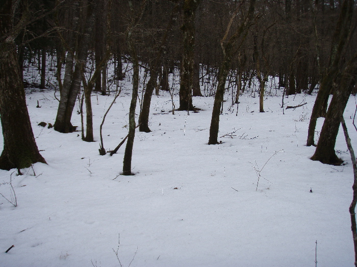 f0103126_2015295.jpg