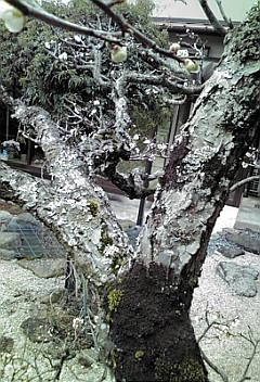 a0098027_15433136.jpg