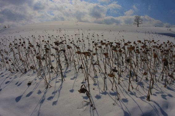 d0069235_1981974.gif