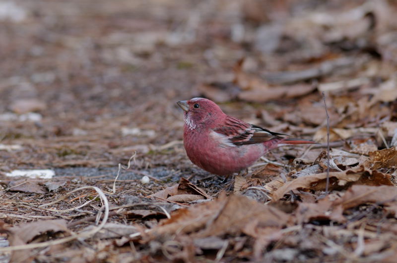 b0036743_2215370.jpg
