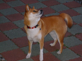 e0160568_11454761.jpg