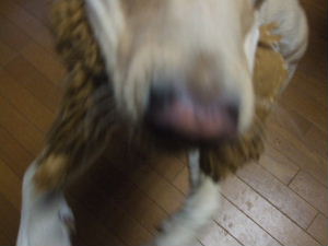 f0005081_9365559.jpg