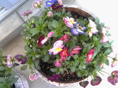 e0020882_026871.jpg