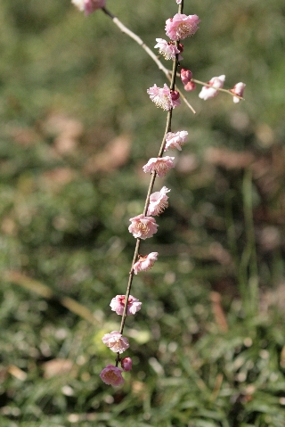 d0133693_9244280.jpg