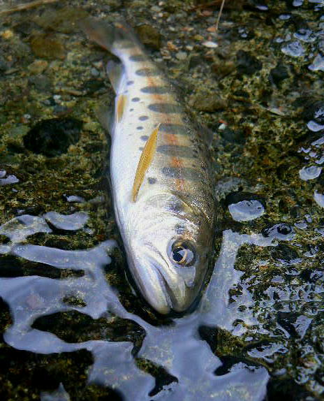 f0164503_0452431.jpg
