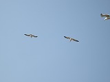 b0157246_22161217.jpg