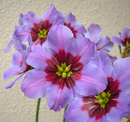 a0001354_21163160.jpg