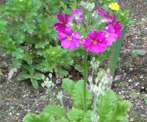 e0153367_10185668.jpg