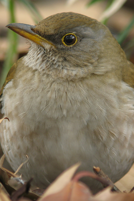 a0035279_835187.jpg
