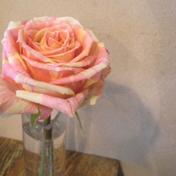 c0130986_571611.jpg