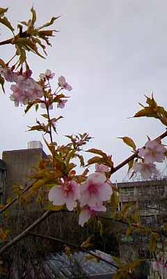 c0090534_1719298.jpg