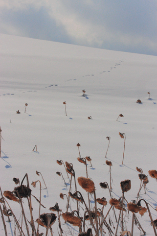 d0069235_23301053.gif