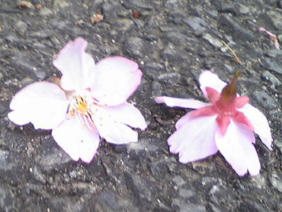 e0023643_215594.jpg
