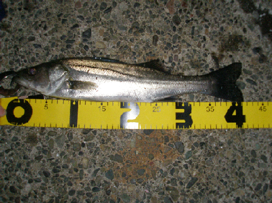 f0150151_272650.jpg