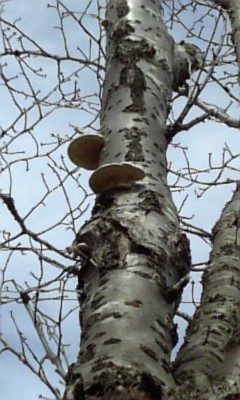 f0179563_2042261.jpg