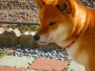 e0160568_1057976.jpg