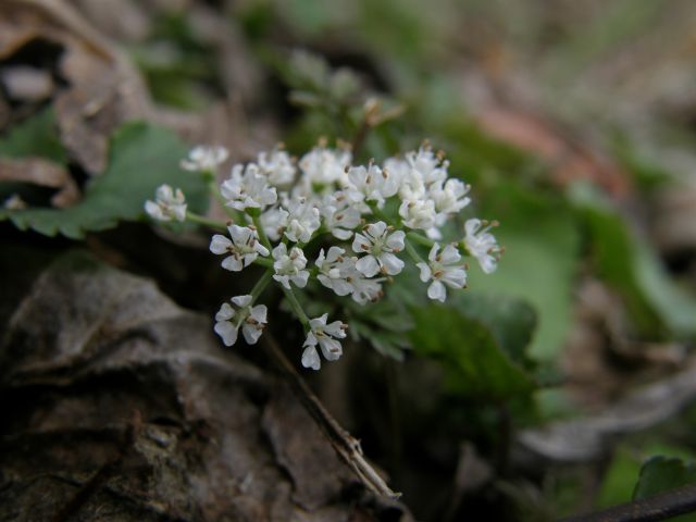 c0042869_21122429.jpg