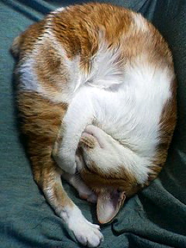 f0054677_8374074.jpg