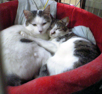 f0054677_8571757.jpg