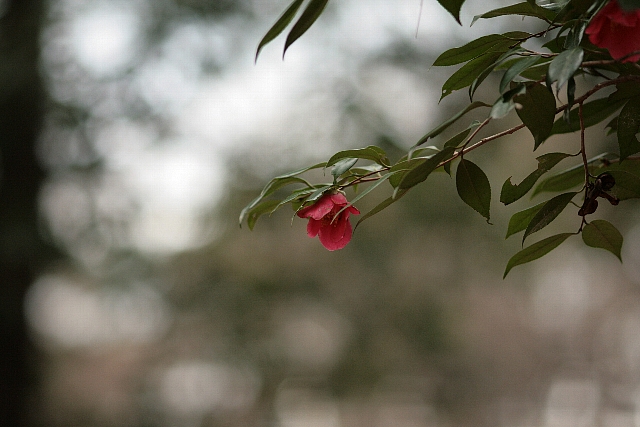 d0133693_16415371.jpg