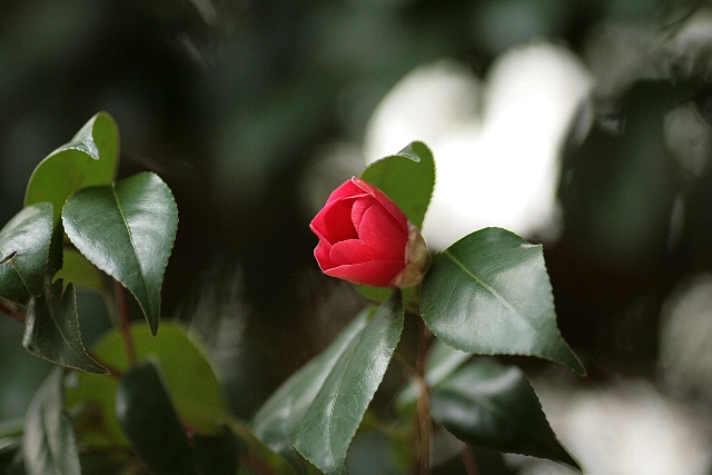 d0133693_16433128.jpg