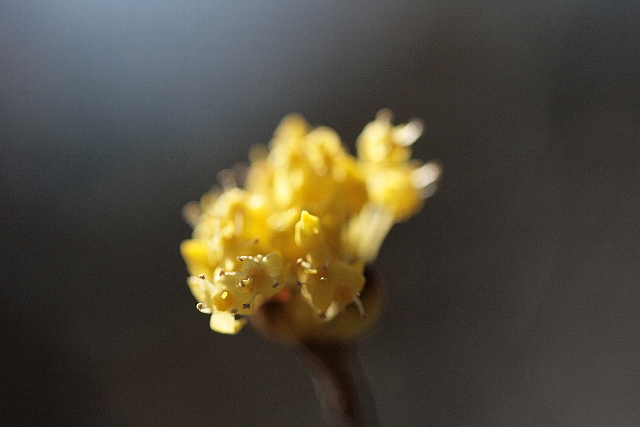 d0133693_8381616.jpg