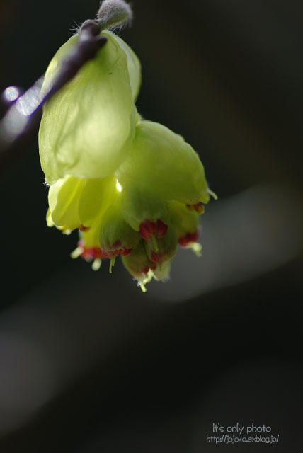 e0008800_12171768.jpg
