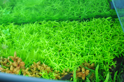 d0055262_4242240.jpg